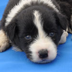 ボーダーコリー　ブリーダー　子犬販売の専門店　AngelWan　横浜