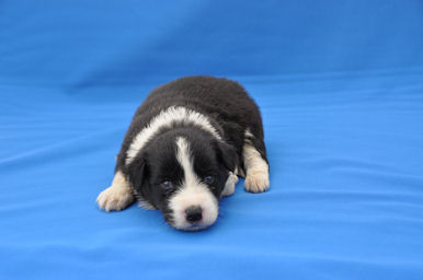 ボーダーコリー　ブリーダー　子犬販売の専門店　AngelWan　神奈川　静岡　山梨　長野