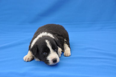 ボーダーコリー　ブリーダー　子犬販売の専門店　AngelWan　JKCチャンピオン直子
