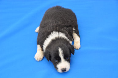 ボーダーコリー　ブリーダー　子犬販売の専門店　AngelWan　東京　千葉　埼玉　茨城