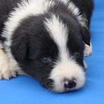 ボーダーコリー　ブリーダー　子犬販売の専門店　AngelWan　横浜