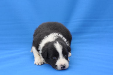 ボーダーコリー　ブリーダー　子犬販売の専門店　AngelWan　長野　秋田　青森　新潟