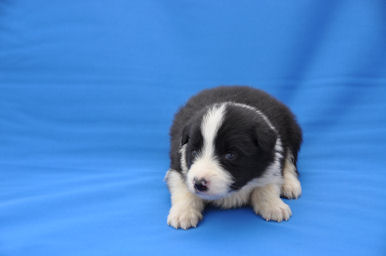 ボーダーコリー　ブリーダー　子犬販売の専門店　AngelWan　東京都内　神奈川県