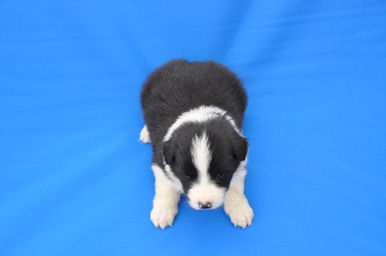 ボーダーコリー　ブリーダー　子犬販売の専門店　AngelWan　横浜市　戸塚区　泉区