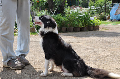 ボーダーコリー　ブリーダー　子犬販売の専門店　AngelWan　横浜