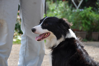 ボーダーコリー　ブリーダー　子犬販売の専門店　AngelWan　横浜