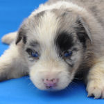 ボーダーコリーの子犬 ブルーマール ボーダーコリー ブリーダー 子犬販売の専門店 AngelWan 横浜