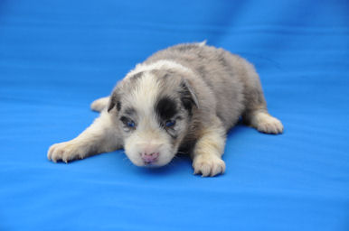 ボーダーコリー 仔犬直販 ペット ボーダーコリー ブリーダー 子犬販売の専門店 AngelWan 横浜市戸塚区 港南区