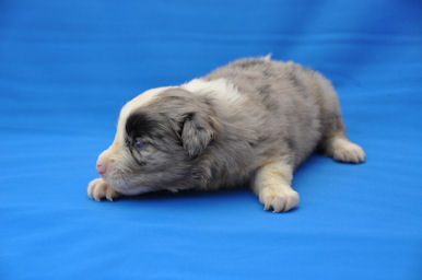 ボーダーコリー ブリーダー 横浜 ボーダーコリー ブリーダー 子犬販売の専門店 AngelWan ANA 空輸 全国対応