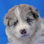 ボーダーコリーの子犬 ブルーマール ボーダーコリー ブリーダー 子犬販売の専門店 AngelWan 横浜