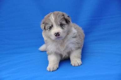 ボーダーコリー 中型犬 良血統 ボーダーコリー ブリーダー 子犬販売の専門店 AngelWan 横浜