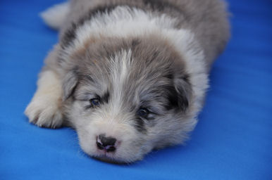 ボーダーコリー こいぬ ペット ボーダーコリー ブリーダー 子犬販売の専門店 AngelWan YOKOHAMA ペット