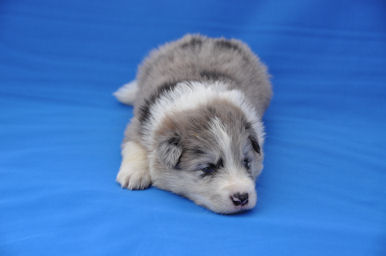 ボーダーコリー ブリーダー 子犬 ボーダーコリー ブリーダー 子犬販売の専門店 AngelWan 湘南 鎌倉 逗子 葉山