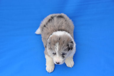 ボーダーコリー ペット販売 ブリーダー ボーダーコリー ブリーダー 子犬販売の専門店 AngelWan 兵庫 広島 空輸 ANA