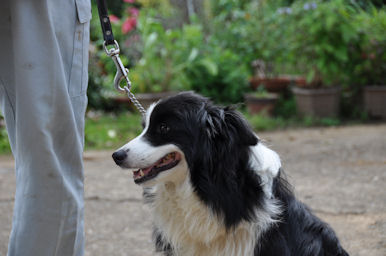 ボーダーコリー　ブリーダー　子犬販売の専門店　AngelWan　湘南　町田　横須賀　川崎