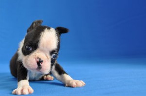 ボストンテリア　ブリーダー　子犬販売の専門店　AngelWan　神奈川　東京　静岡　長野