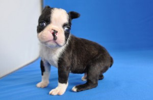 ボストンテリア　ブリーダー　子犬販売の専門店　AngelWan　横浜市　戸塚区　泉区　栄区