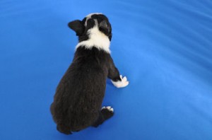 ボストンテリア　ブリーダー　子犬販売の専門店　AngelWan　横浜　湘南　川崎　町田