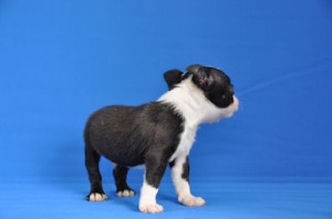 ボストンテリア　ブリーダー　子犬販売の専門店　AngelWan　都内　埼玉　千葉　秋田