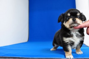 チワワ　ブリーダー　子犬販売の専門店　AngelWan　横浜　全国対応　空輸　超小型犬