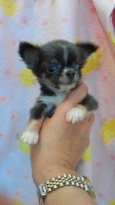 チワワ　ブリーダー　子犬販売の専門店　AngelWan　静岡　長野　山梨　東京都内　横浜