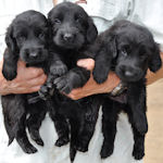 フラットコーテッドレトリバーの子犬 ブラック フラットコーテッド・レトリバー ブリーダー 子犬販売の専門店 AngelWan 横浜