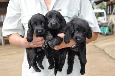 フラットコーテッドレトリバー ペットショップ 仔犬 フラットコーテッド・レトリバー ブリーダー 子犬販売の専門店 AngelWan 東京 千葉