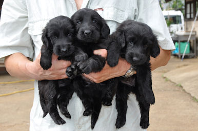フラットコーテッドレトリバー 黒 スウェーデン フラットコーテッド・レトリバー ブリーダー 子犬販売の専門店 AngelWan 横浜