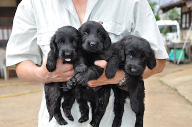 フラットコーテッドレトリバー こいぬ ブラック フラットコーテッド・レトリバー ブリーダー 子犬販売の専門店 AngelWan 静岡 山梨