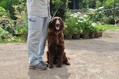 フラットコーテッドレトリバー 母親 レバー フラットコーテッド・レトリバー ブリーダー 子犬販売の専門店 AngelWan 全国対応