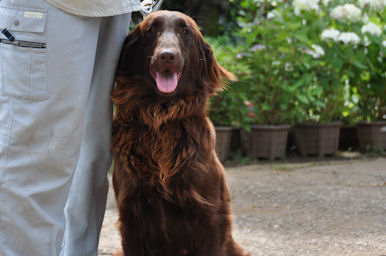 フラットコーテッドレトリバー PUPPY ペット フラットコーテッド・レトリバー ブリーダー 子犬販売の専門店 AngelWan 湘南 町田