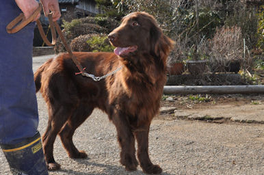 フラットコーテッド・レトリバー　ブリーダー　子犬販売の専門店　AngelWan　長野　新潟