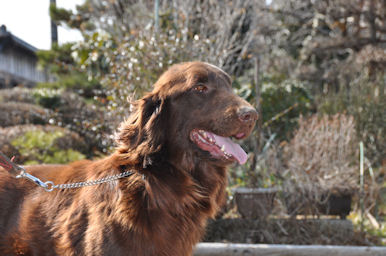 フラットコーテッド・レトリバー　ブリーダー　子犬販売の専門店　AngelWan　秋田　青森