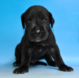 グレートデン 超大型犬 ブリーダー グレートデーン ブリーダー 子犬販売の専門店 AngelWan 神奈川 東京 山梨 長野