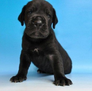 グレートデーン　ブリーダー　子犬販売の専門店　AngelWan　秋田　青森　山形　新潟