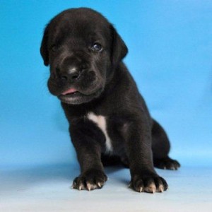 グレートデーン　ブリーダー　子犬販売の専門店　AngelWan　静岡　愛知　岐阜　滋賀