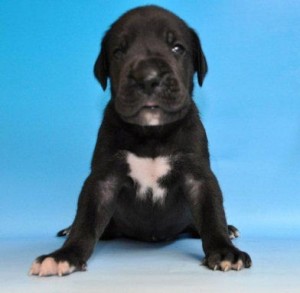 グレートデーン　ブリーダー　子犬販売の専門店　AngelWan　横浜市　戸塚区　泉区　