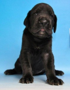 グレートデーン　ブリーダー　子犬販売の専門店　AngelWan　横浜　湘南　川崎　町田