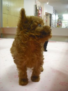 ティーカッププードル　ブリーダー　子犬販売の専門店　AngelWan　千葉　埼玉　茨城