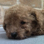 トイプードルの子犬 レッド トイプードル ブリーダー 子犬販売の専門店 AngelWan 横浜