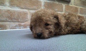 トイプードル 小ぶり ブリーダー 子犬 トイプードル ブリーダー 子犬販売の専門店 Angelwan 東京都内 神奈川県