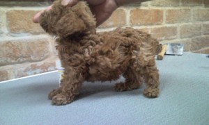 トイプードル 小振り レッド ドワーフ トイプードル ブリーダー 子犬販売の専門店 Angelwan 東京都内 神奈川県