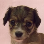 チワックス　ブリーダー　子犬販売の専門店　AngelWan　横浜