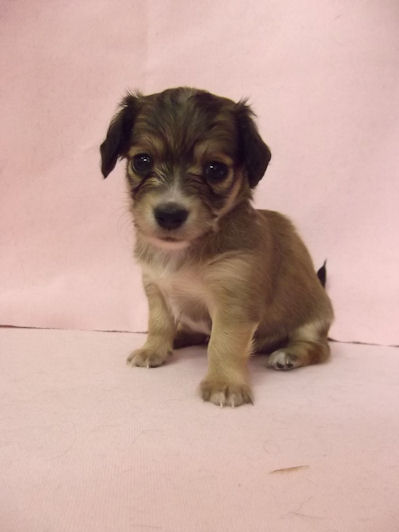 チワックス　ブリーダー　子犬販売の専門店　AngelWan　横浜　デザインドッグ　ミックス