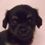 チワックス　ブリーダー　子犬販売の専門店　AngelWan　横浜