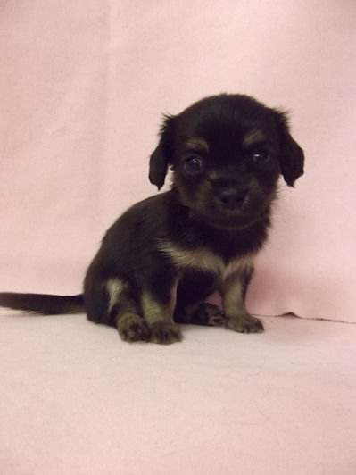 チワックス　ブリーダー　子犬販売の専門店　AngelWan　神奈川　ペットショップ