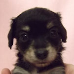 チワックス　ブリーダー　子犬販売の専門店　AngelWan　横浜