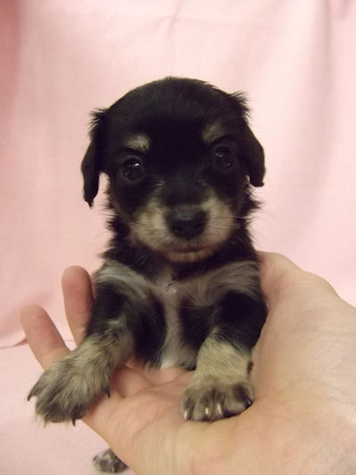 チワックス　ブリーダー　子犬販売の専門店　AngelWan　横浜　MIX　ペットショップ