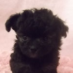 チワプー　ブリーダー　子犬販売の専門店　ＡｎｇｅｌＷａｎ　横浜