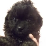 チワワ　ティーカッププードル　ブリーダー　子犬販売の専門店　ＡｎｇｅｌＷａｎ　横浜